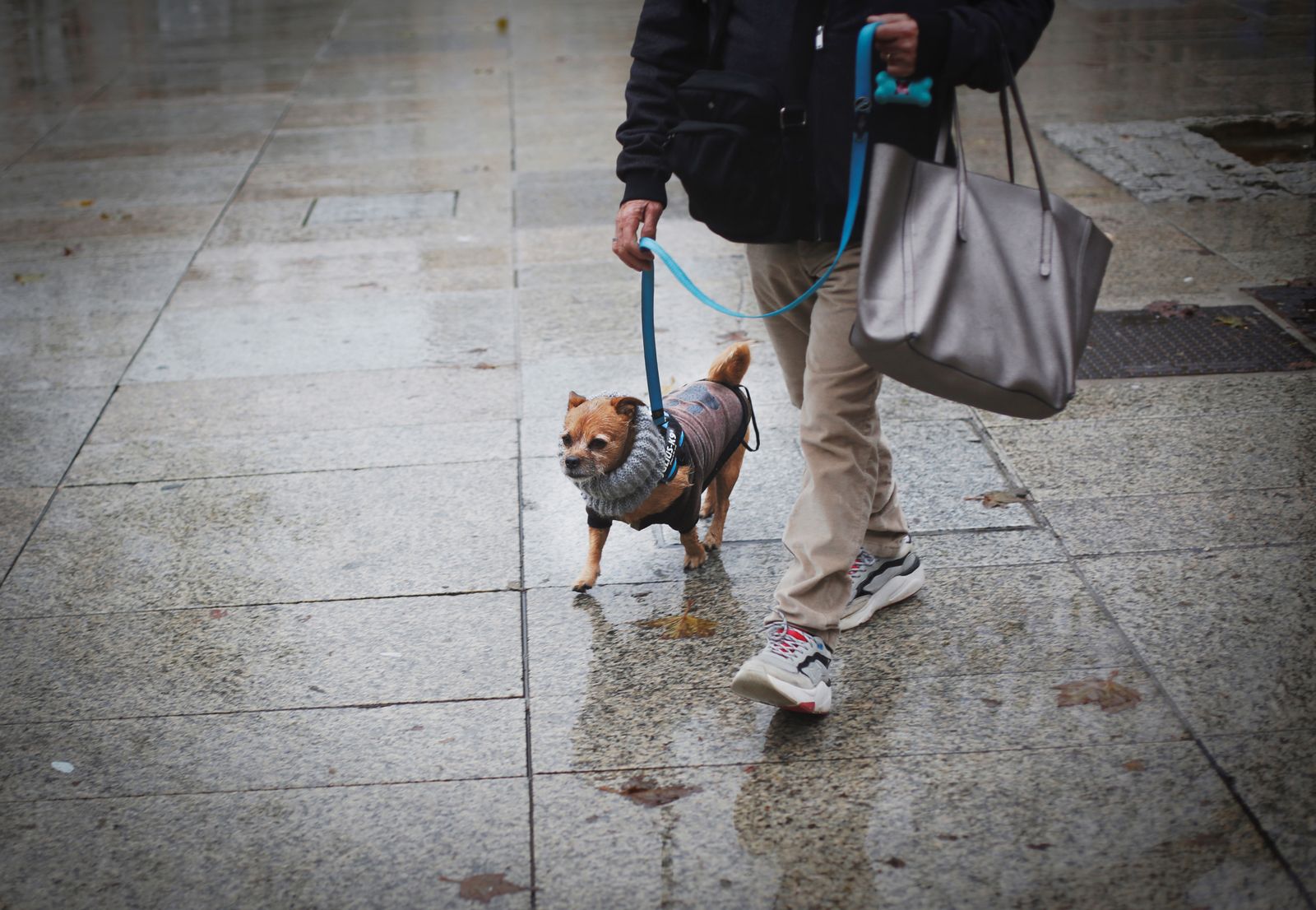 En España hay más de 15 millones de animales de compañía, tras aumentar un 14 % en 5 años