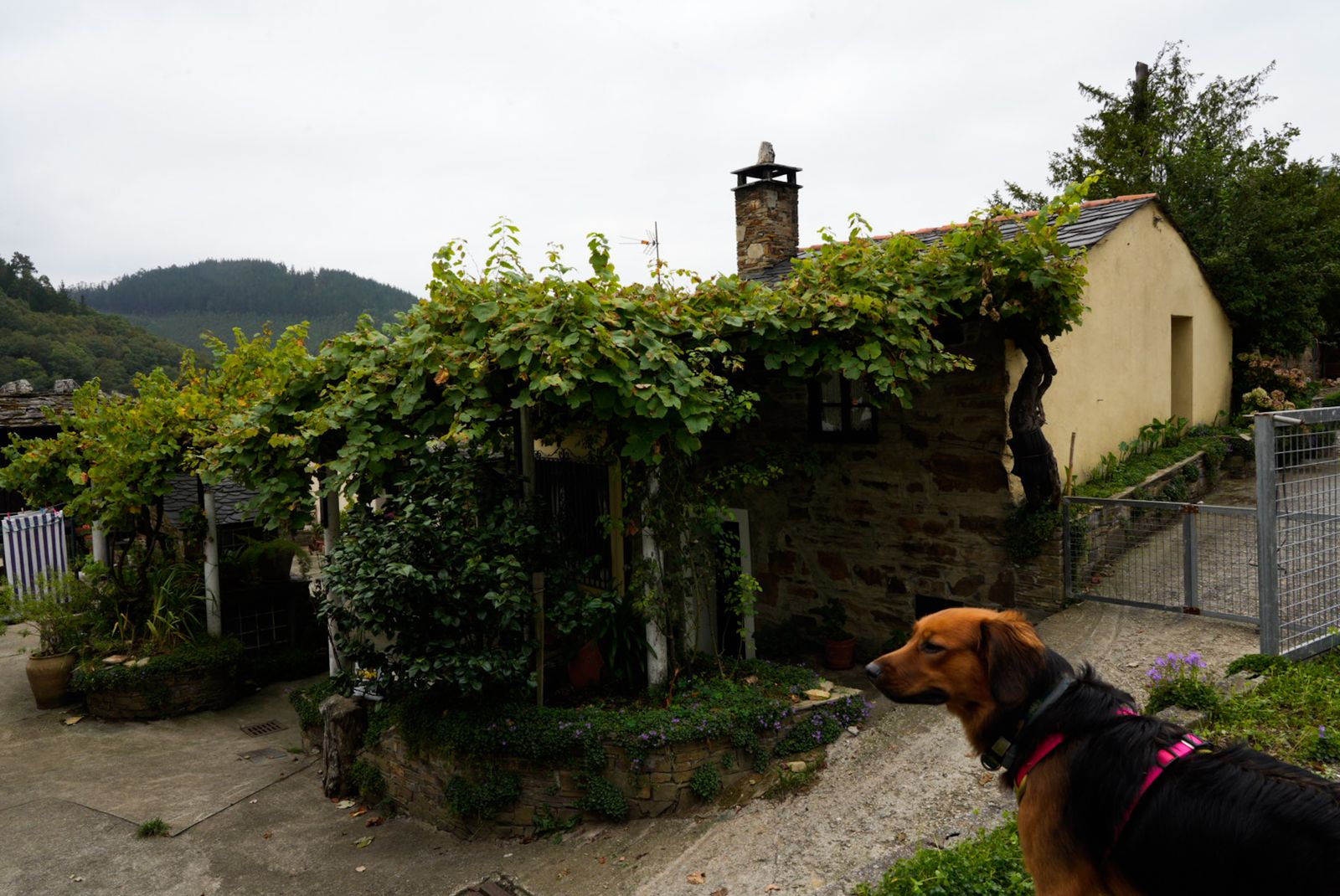 Galería móvil selección múltiple