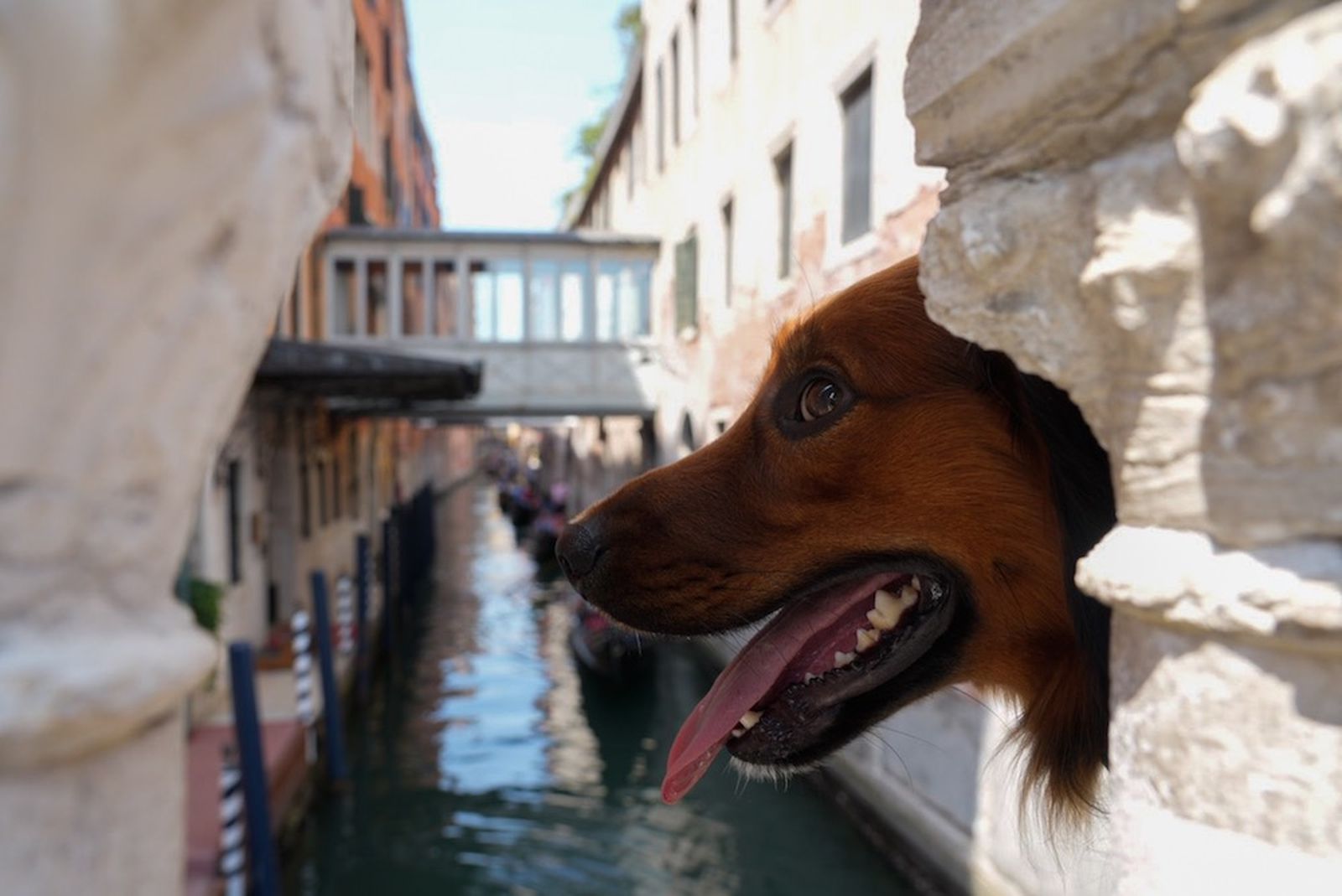 italia venecia perro