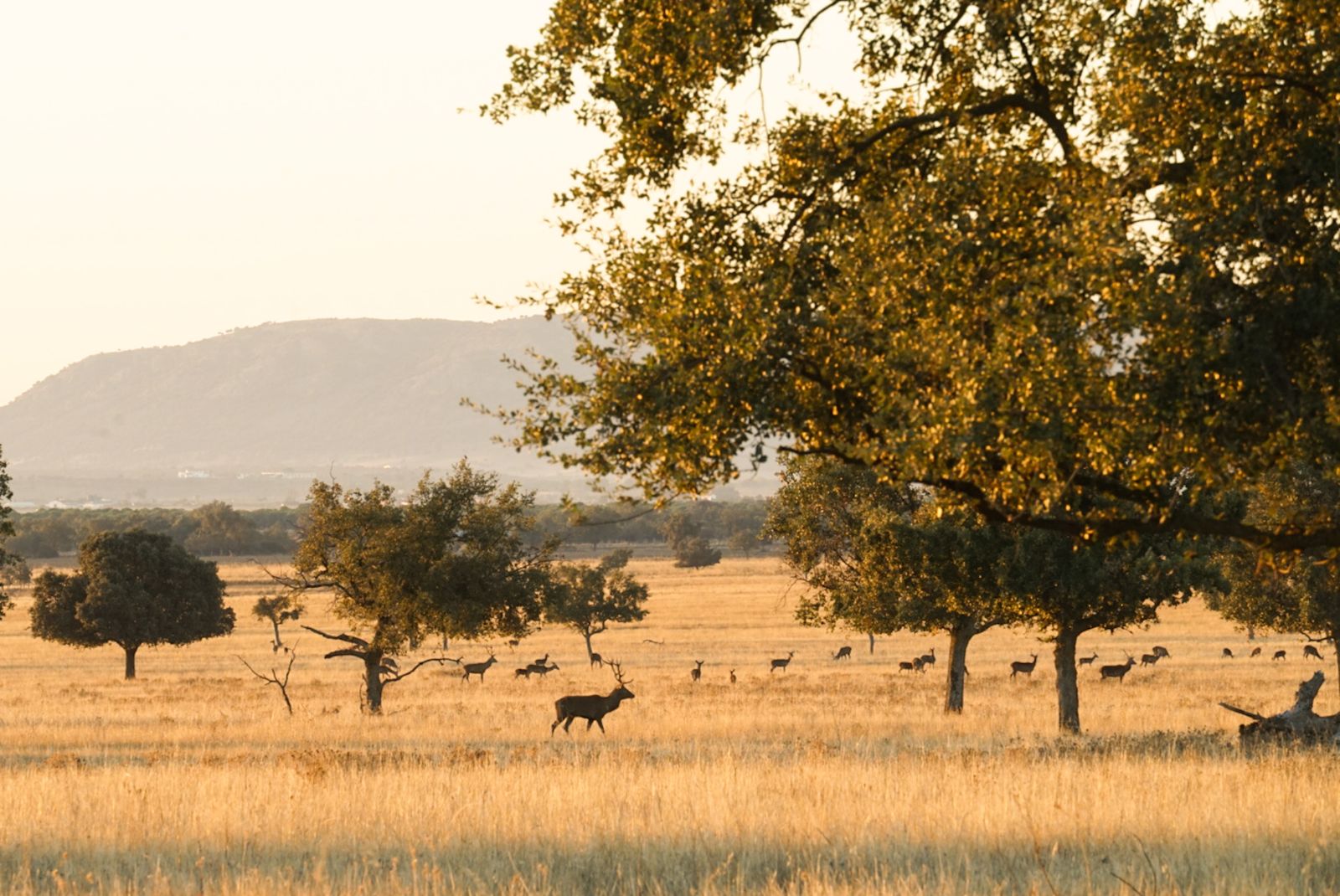 El Parque Nacional de Cabañeros en Castilla La Mancha