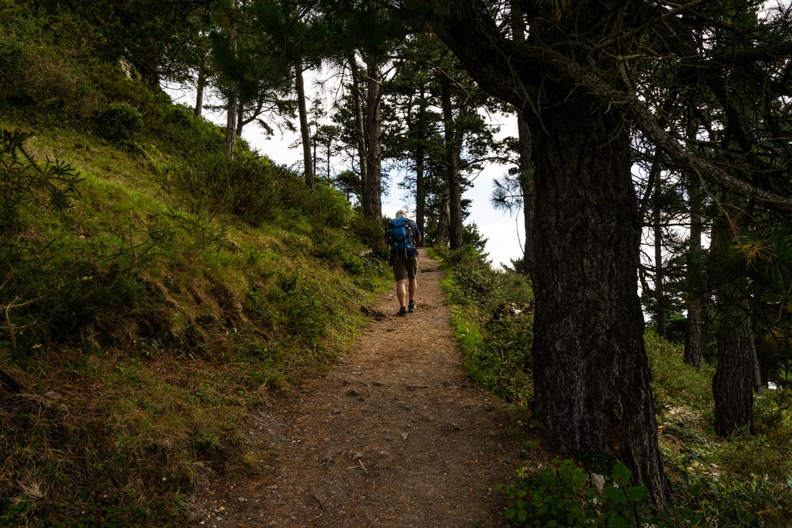 Galería móvil selección múltiple