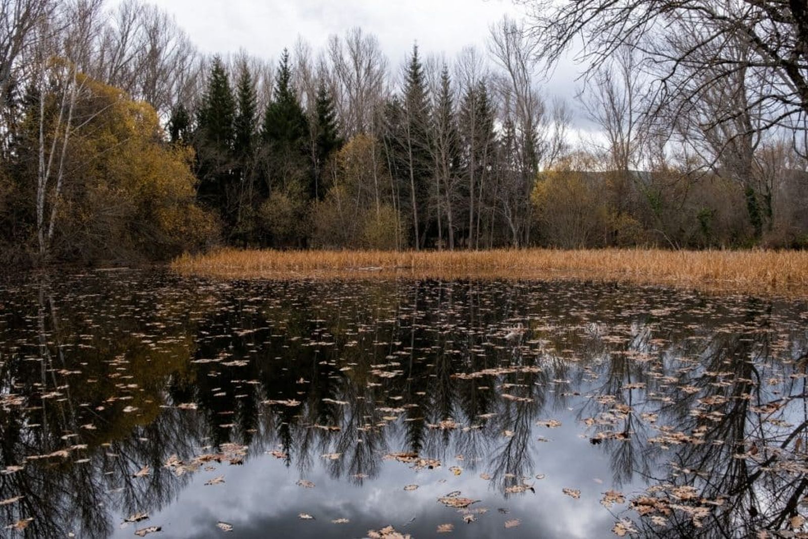 bosque finlandes rascafria 1024x683