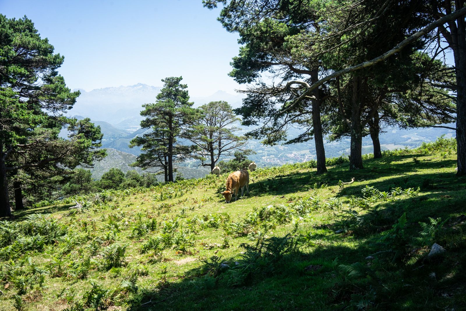 Galería móvil selección múltiple