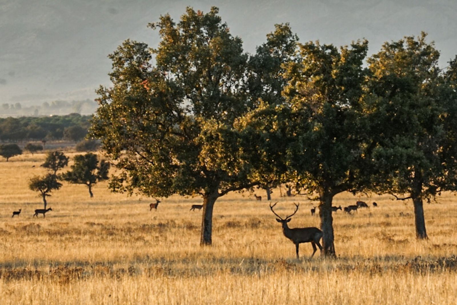 El Parque Nacional de Cabañeros en Castilla La Mancha