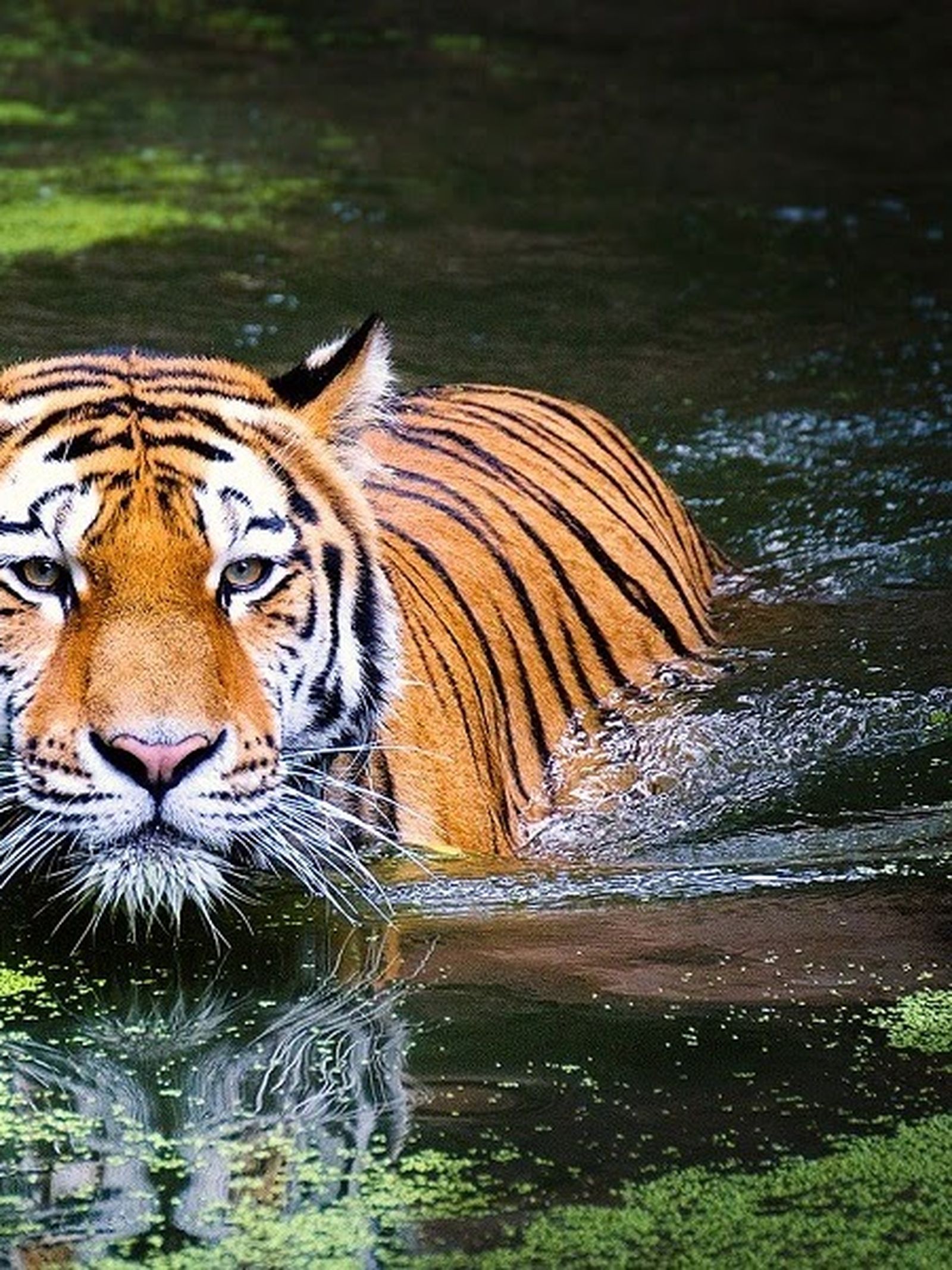 tiger jpg