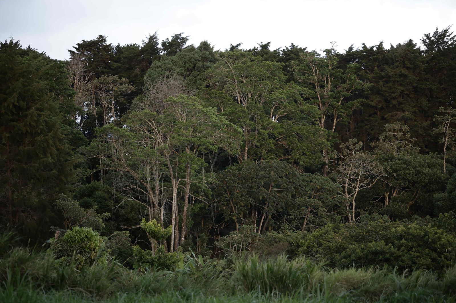 Crean una alianza internacional de centros forestales para combatir el cambio climático