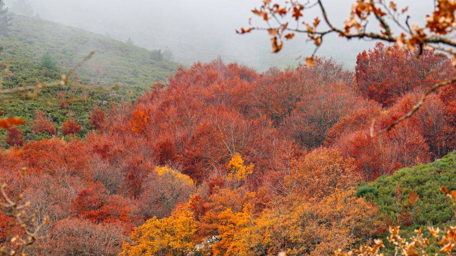 Hayedo de la pedrosa en Riaza