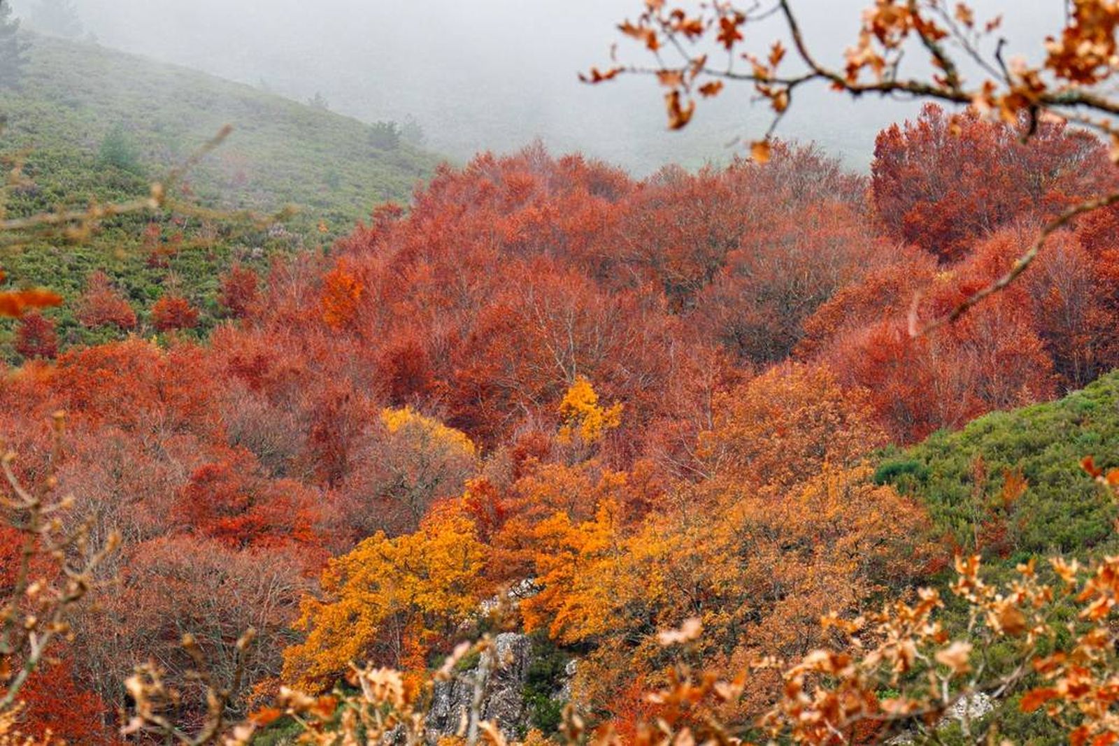 Hayedo de la pedrosa en Riaza