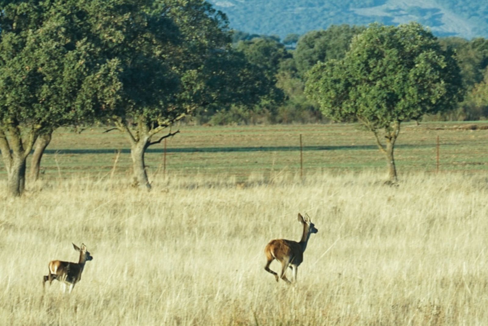 El Parque Nacional de Cabañeros en Castilla La Mancha