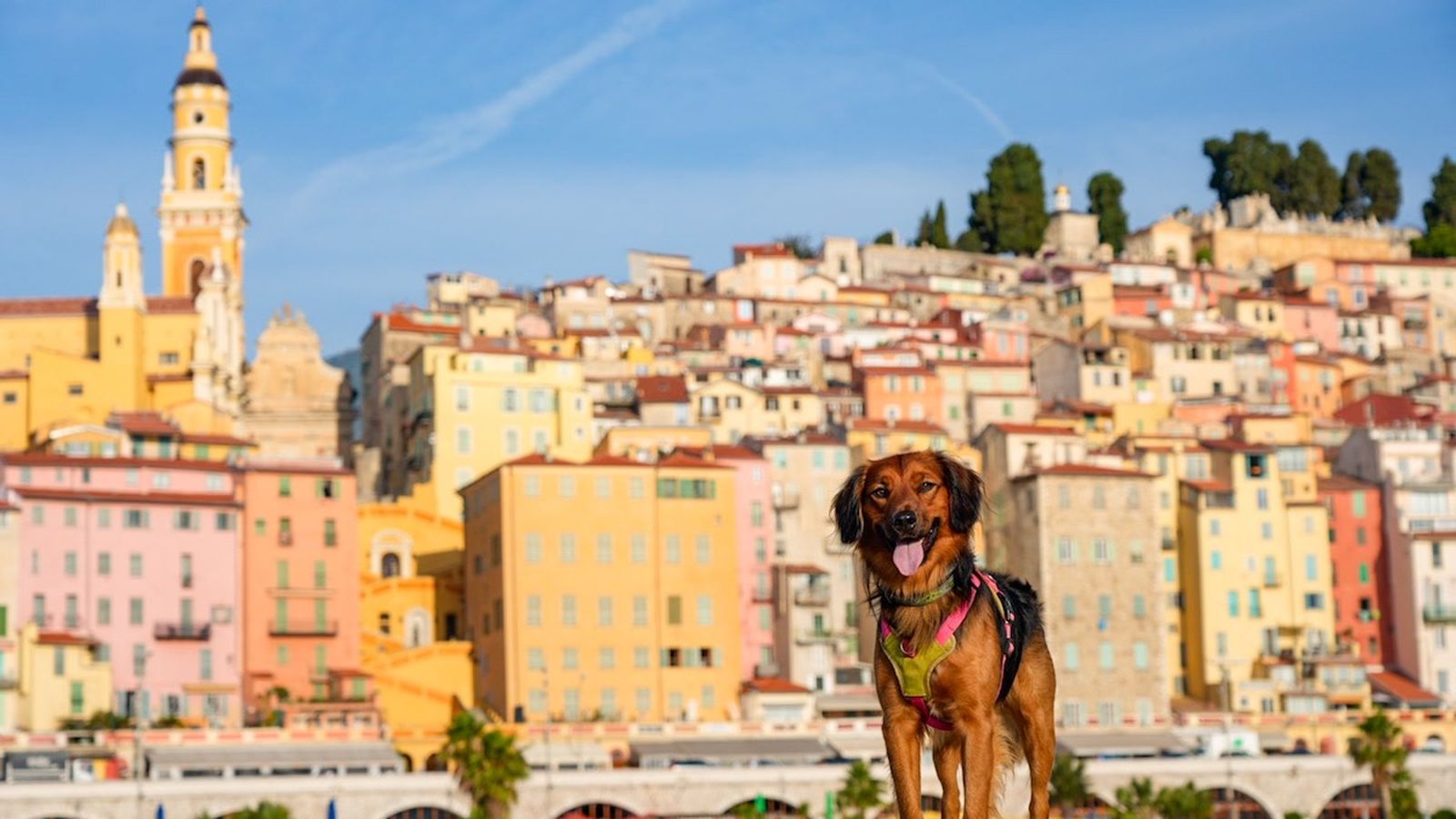 francia menton perro