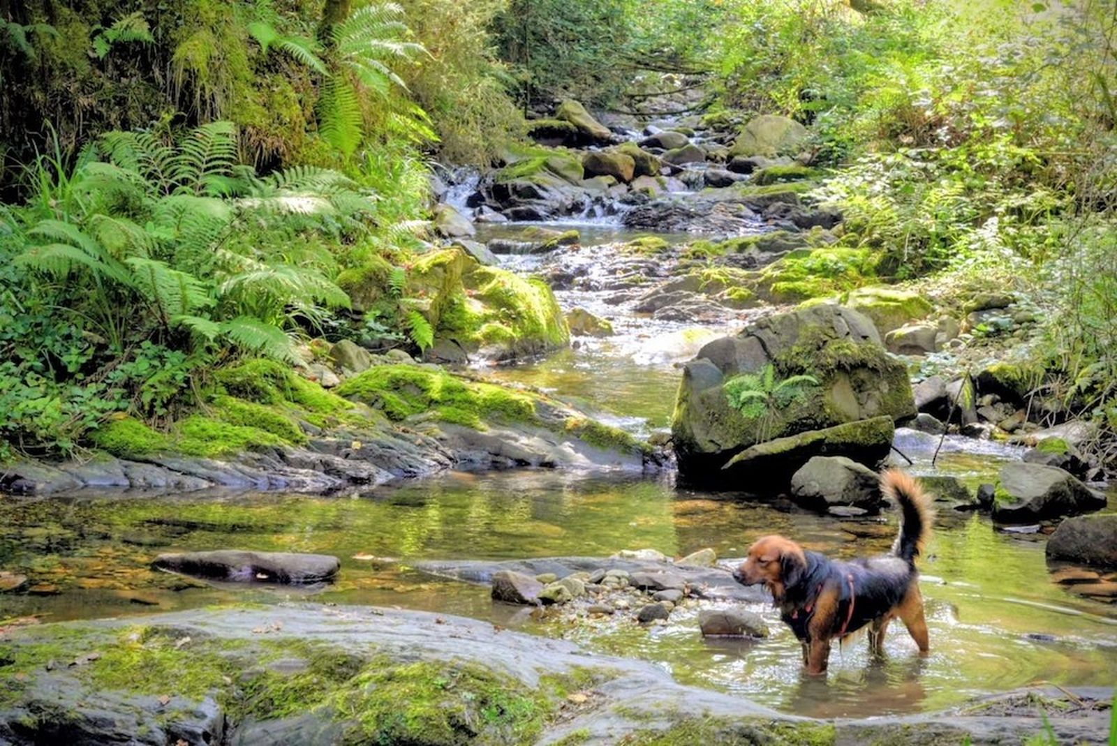 asturias-ruta-cascada-chorron-perro-rio